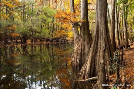 CONGAREE NATIONAL PARK CAMPING