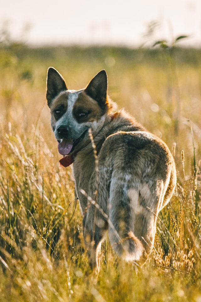 Top 10 TRAINING AUSTRALIAN CATTLE DOG Resources for 2021