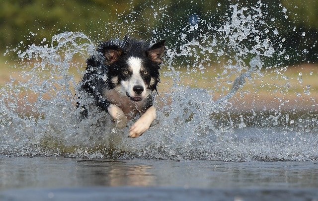 Top 10 HOW TO TRAIN A BORDER COLLIE TO COME WHEN CALLED