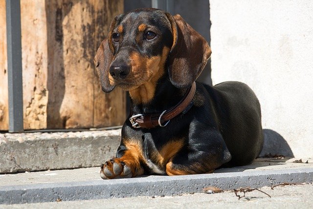 Top 10 HOW TO TRAIN A MINIATURE DACHSHUND Resources