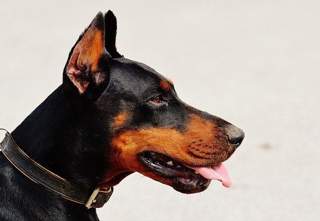 Top 10 HOW TO TRAIN A DOBERMAN DOG Resources